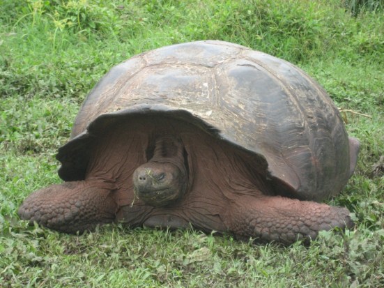 Galapagos-Islands-Giant-Tortoises-1024x768